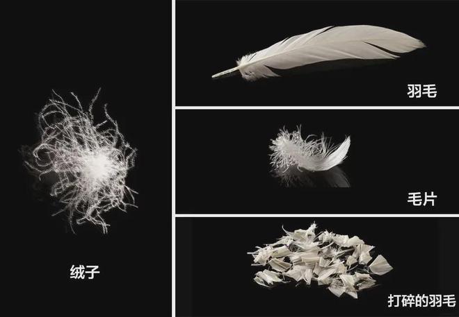 毛蚕丝羽绒裤。暖和又划算的羊(图16)